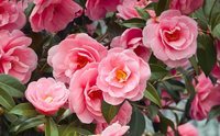 Camelias: tipos, características y cuidados