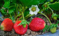 Cuándo plantar fresas