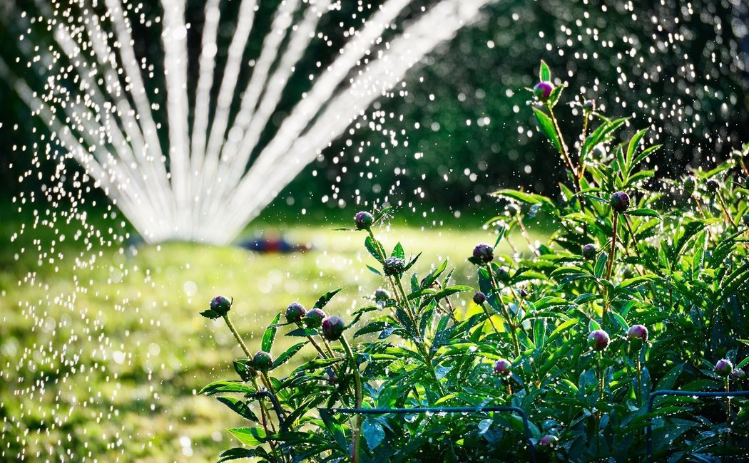 Cómo regar las plantas en verano si te vas de vacaciones