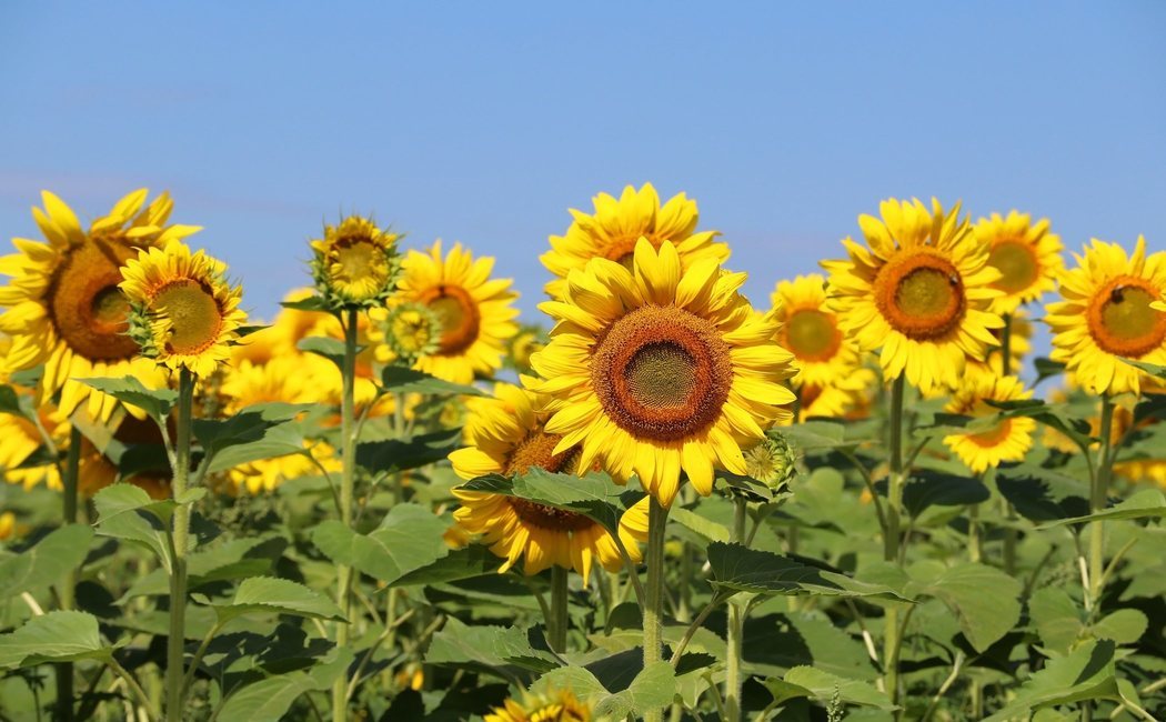 Cómo cuidar un girasol