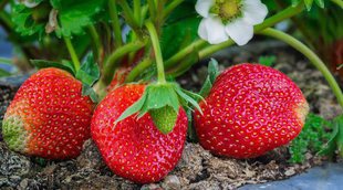 Cuándo plantar fresas