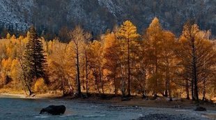 Árboles de otoño