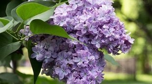 Cómo cuidar lilas en tu jardín: descúbrelo todo sobre esta planta de potente aroma