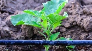 Cómo regar las plantas en verano si te vas de vacaciones