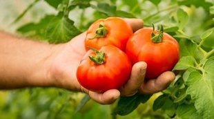 Cuándo plantar tomates