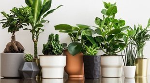 Plantas básicas para principiantes