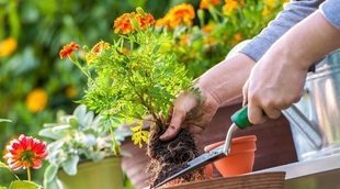 Cómo acondicionar el jardín en primavera