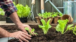 Cómo hacer una mesa de cultivo